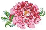 (image for) Luscious Tree Peony